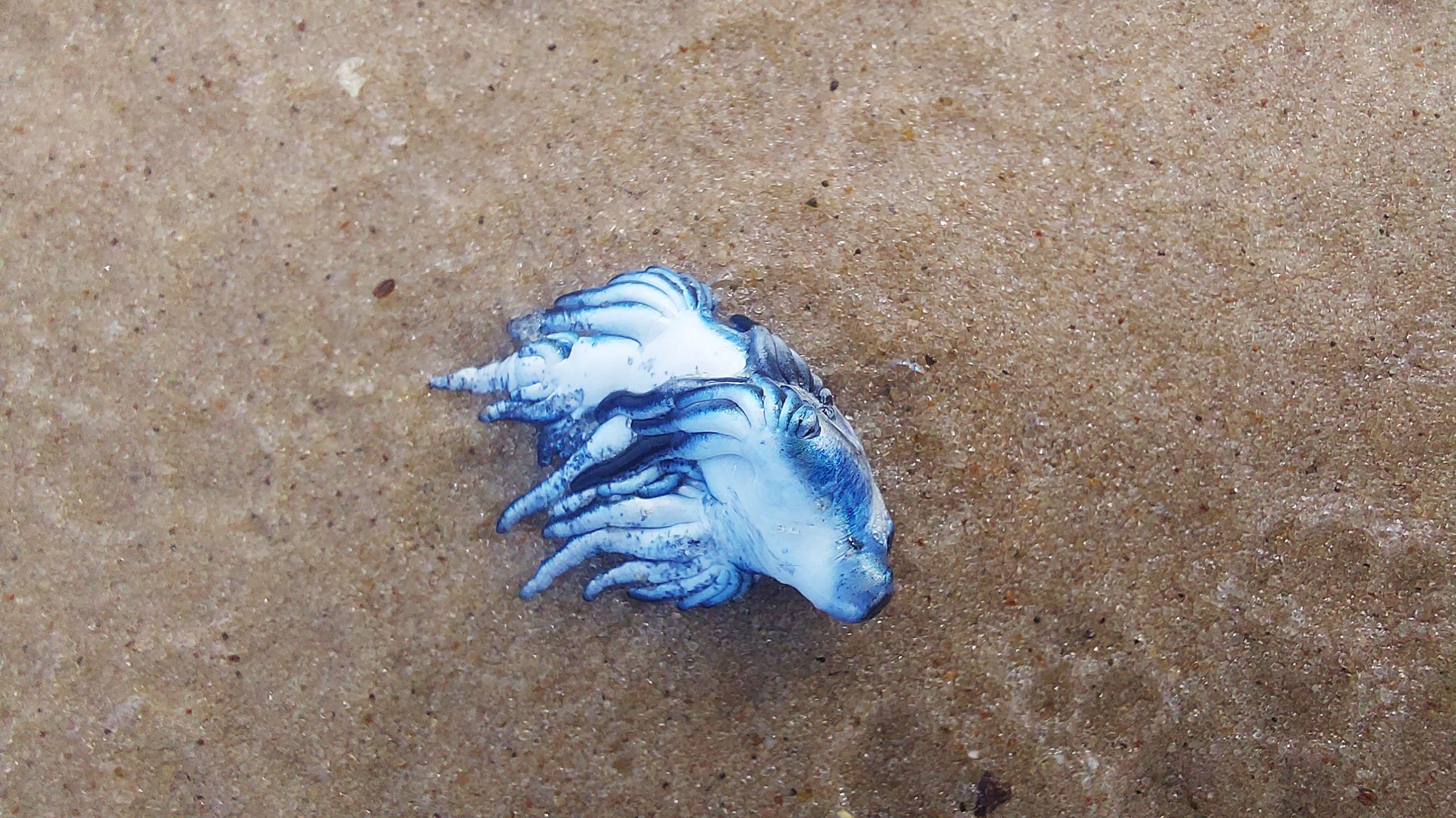 Niebieskie ślimaki znaleziono na plaży na wyspie Fuerteventura