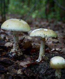 Grzybobranie. Cztery osoby zatruły się muchomorami sromotnikowymi. Nowe ustalenia śledczych