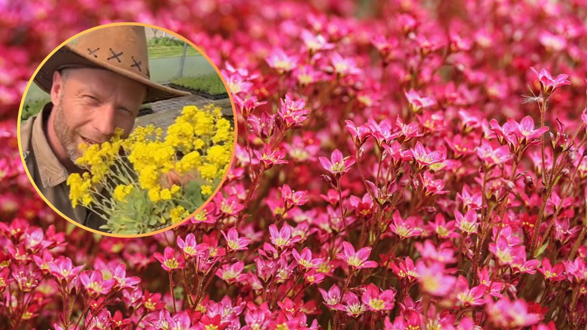 Rośliny ogrodowe, które kwitną wczesną wiosną.