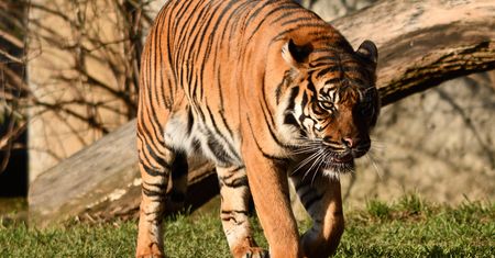 Marzył o pogłaskaniu tygrysa. Zoo zareagowało natychmiast. "Nie ma wyjątku"