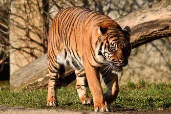 Marzył o pogłaskaniu tygrysa. Zoo zareagowało natychmiast. "Nie ma wyjątku"