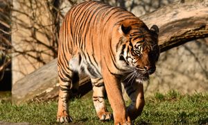 Marzył o pogłaskaniu tygrysa. Zoo zareagowało natychmiast. "Nie ma wyjątku"
