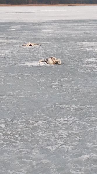 Ptasia grypa. Martwe łabędzie w Wejherowie, podejrzenie ogniska we Władysławowie