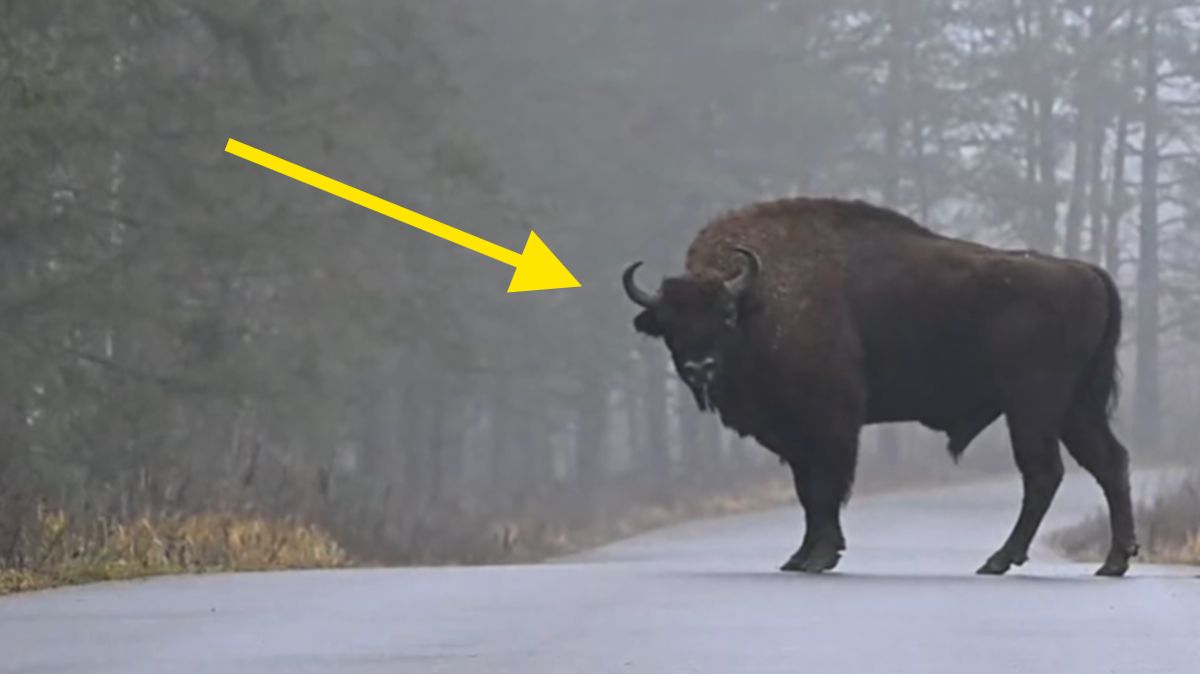 Żubr patrzył na samochód.