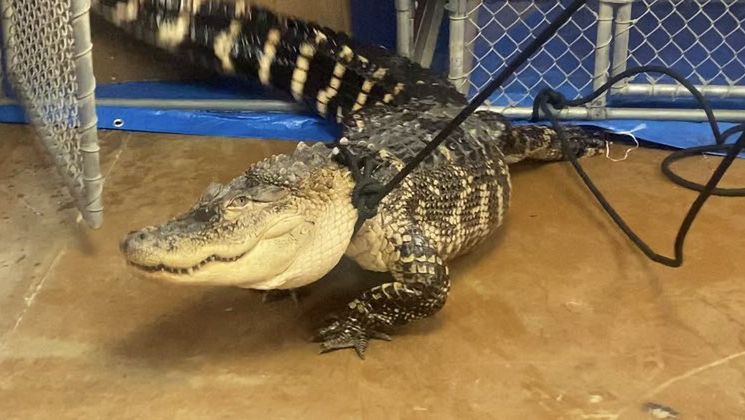 Aligator uratowany przez członków organizacji Animal Care and Control of Philadelphia