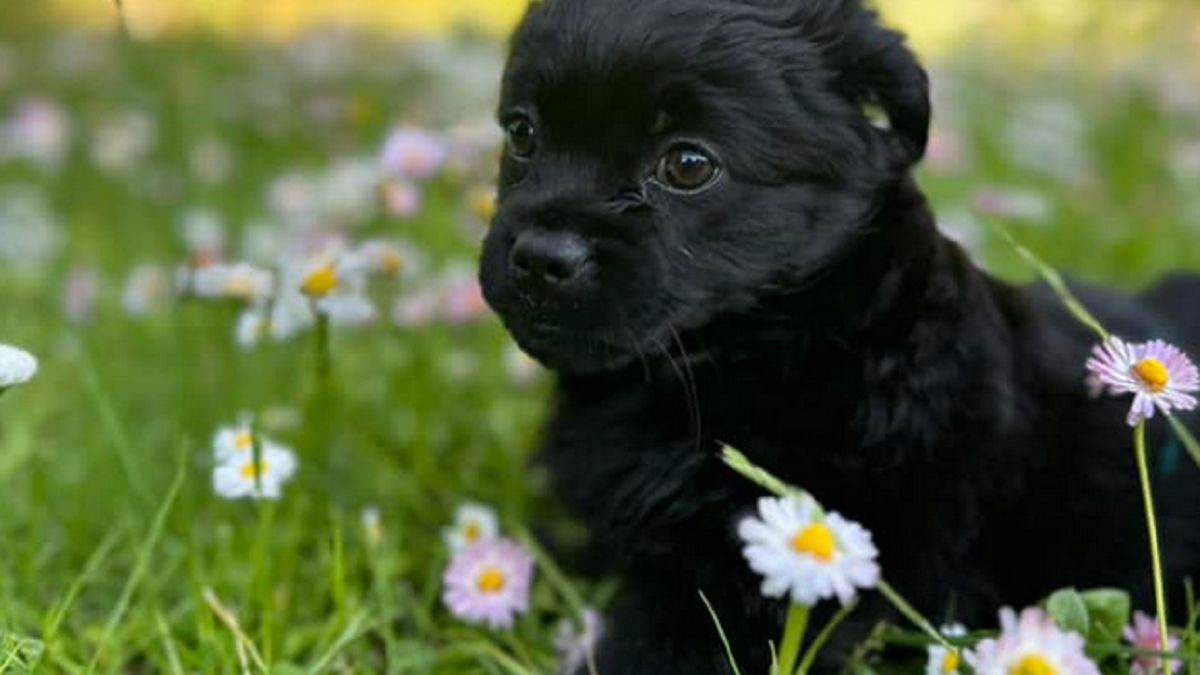 Szczeniak miał zaledwie 13 tygodni