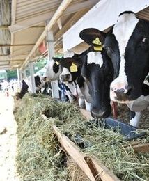 Producenci mleka się cieszą. Dostaną 29 milionów euro