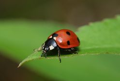 Pomagają walczyć ze szkodnikami. Tak zwabisz biedronki do ogrodu