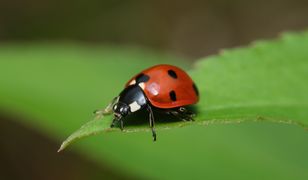 Pomagają walczyć ze szkodnikami. Tak zwabisz biedronki do ogrodu