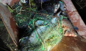 Stosował nielegalne metody. 47-latkowi grożą dwa lata