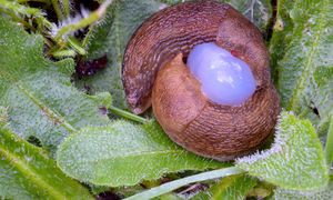 Pożera 60 ślimaków dziennie. "To była najlepsza decyzja"