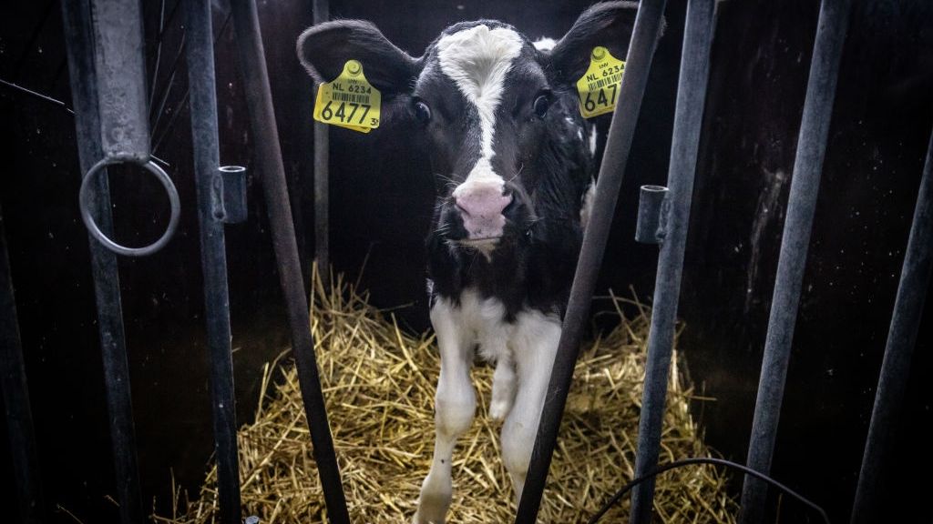 Holenderska farma mleczarska