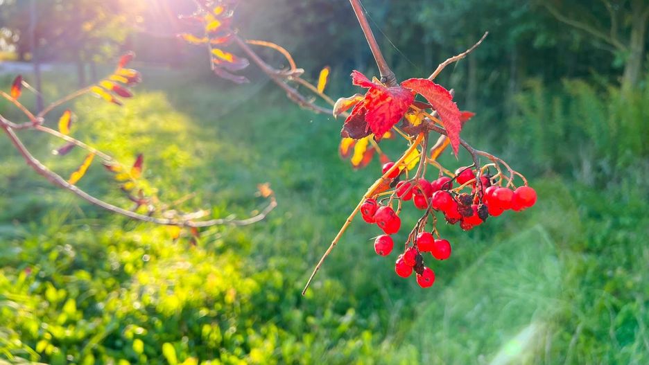 pogoda las jesień jarzębina