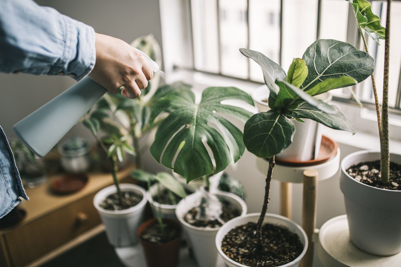 Autumn plant care: Expert tips for vibrant winter blooms