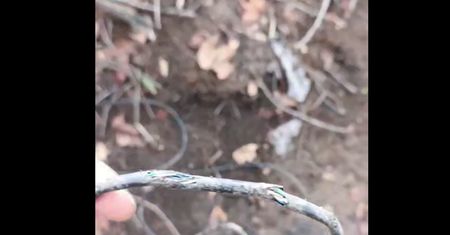 Są istną plagą na froncie. Potrafią nawet sparaliżować komunikację