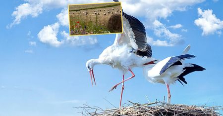 Pokazała "nalot bocianów". Nagranie podbija serca internautów
