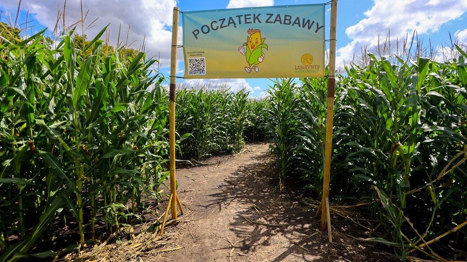 Labirynt powstał dzięki specjalnemu zasiewowi kukurydzy