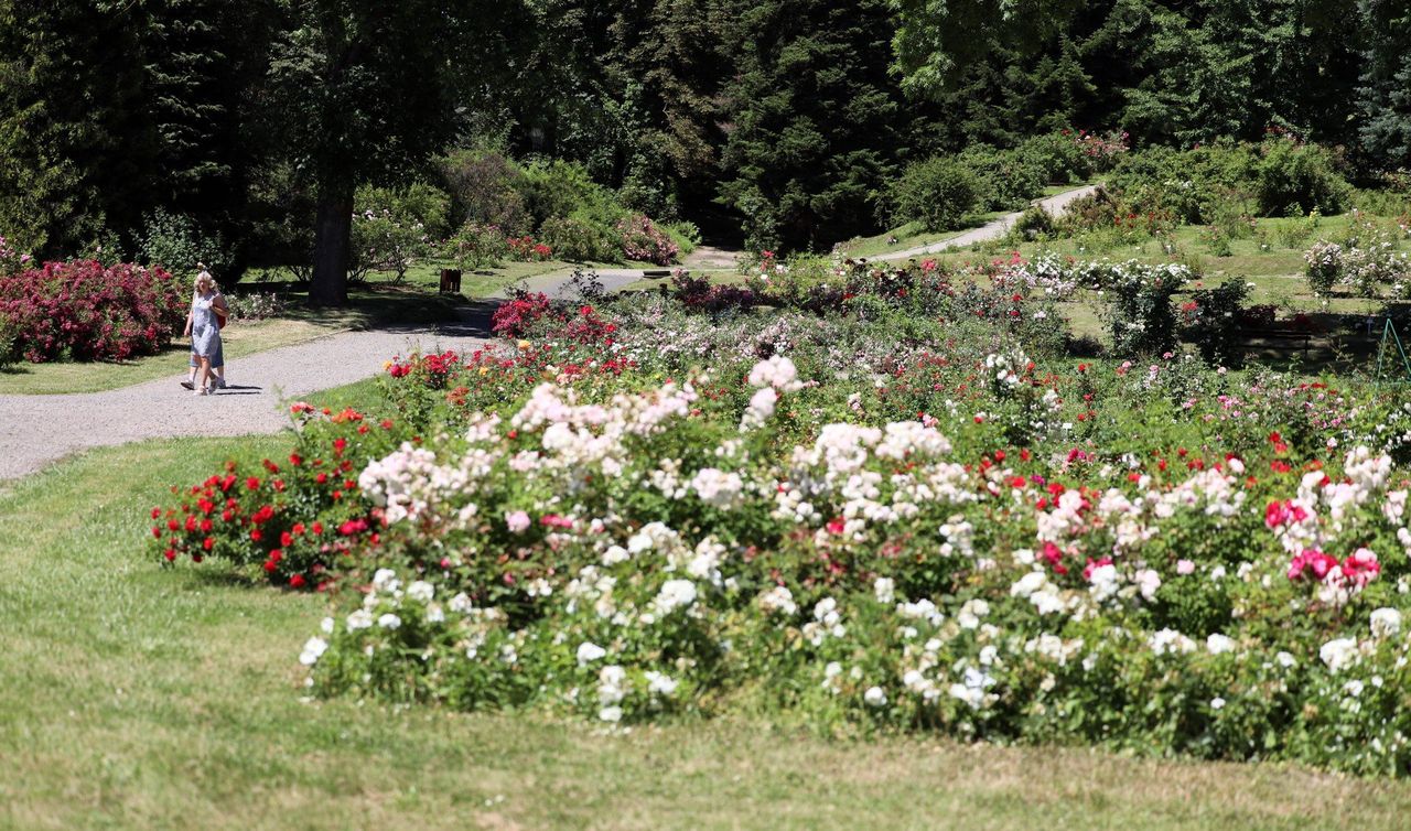 Lublin: Wielkie Święto Botaniki w Ogrodzie Botanicznym UMCS