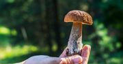 Rozpoznaj, jaki grzyb znajduje się na zdjęciu. Czy odgadniesz wszystkie?