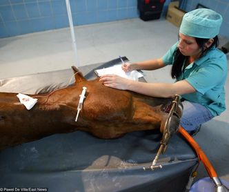 Inspekcja Weterynaryjna żąda podwyżek. Nie wyklucza protestu