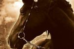 [wideo] ''War Horse'' - zwiastun nowego filmu Spielberga