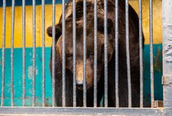 Cyrkowy niedźwiedź zaatakował tresera. Ledwo odciągnęli rozwścieczone zwierzę