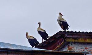 Rzadki widok: bociany przyleciały do Czarnobyla. Po 20 latach zakładają gniazda