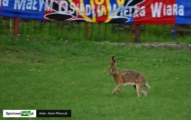 Zając przy Olimpijskiej czuł się jak u siebie w domu.