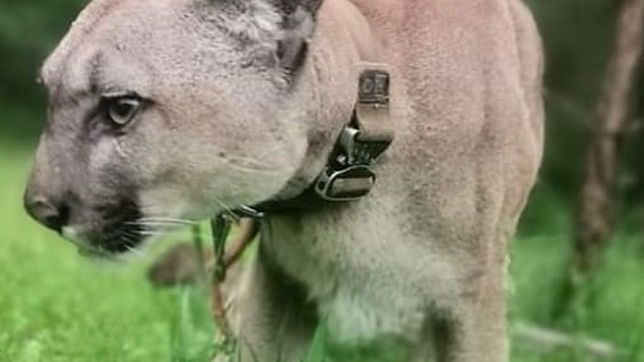 Puma Nubia
