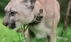 Zawiercie. Policja poszukuje osób pokrzywdzonych w sprawie pumy Nubii