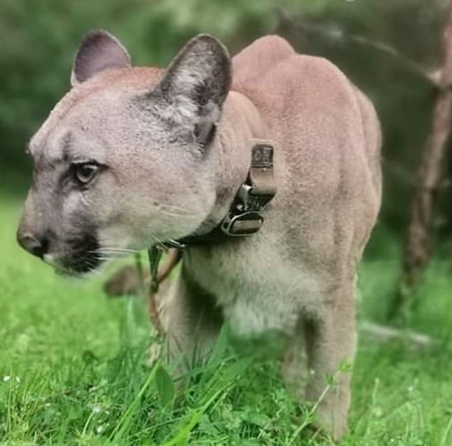 Puma Nubia
