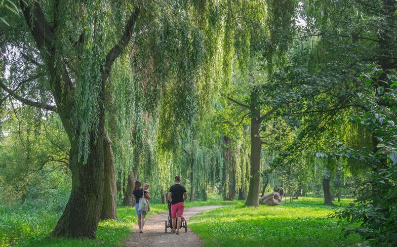 Stawiają dom na terenie miejskiego lasku. WSA mówi o "dogodnym miejscu pod zabudowę"