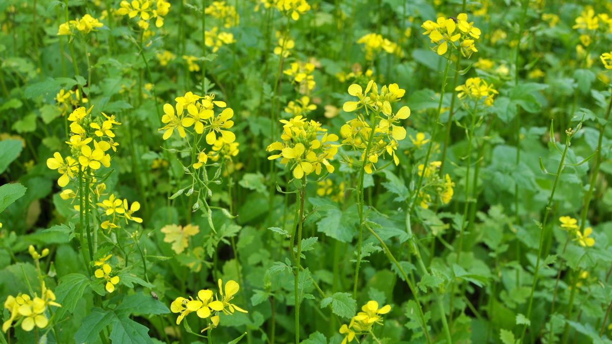 Mustard (Sinapis) grows in a farm fieldo
Mustard (Sinapis) is a valuable agricultural crop growing on a farm field
Orest Lyzhechka
green organic fertilizer, green, oil, background, healthy, sinapis alba, sprout, fresh, young, ground, closeup, spring, cultivation, green fertilizer, white, growing, sinapis, varieties, soil, health, vegetable oil, siderates, crop, raw, natural, green manure