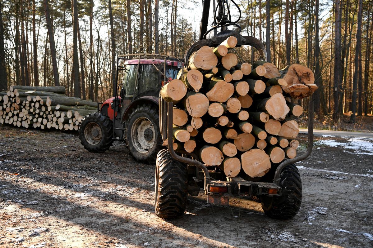 W polskich latach wraca problem z kradzieżą drewna