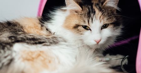Komunikat Głównego Lekarza Weterynarii. Potwierdziły się przypuszczenia
