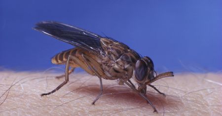 WHO ostrzega. Ukąszenie może doprowadzić do śpiączki