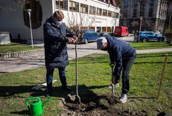 Bielsko-Biała. Bohdan już rośnie. Migdałowiec upamiętnia znanego satyryka