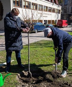 Bielsko-Biała. Bohdan już rośnie. Migdałowiec upamiętnia znanego satyryka