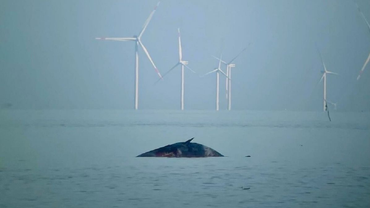 Zwłoki wieloryba pojawiły się w pobliżu wyspy Sylt