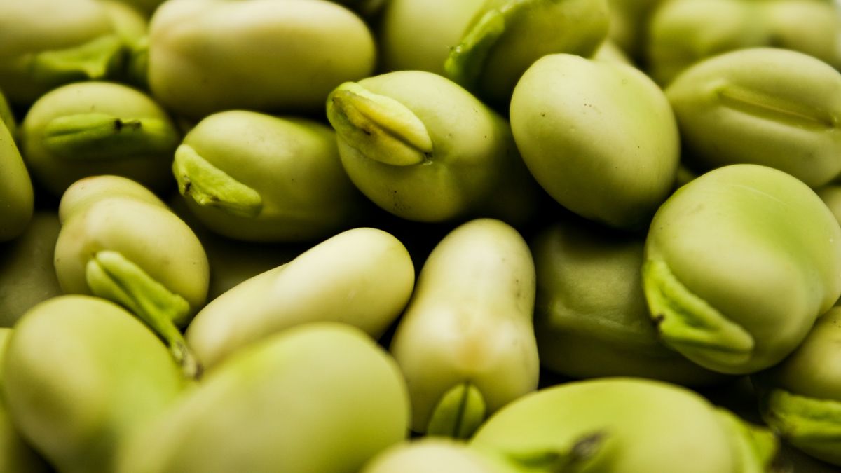 Bób i jego właściwości