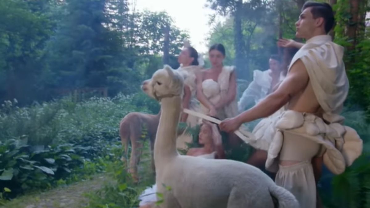 W programie "Top Model" pojawiły się alpaki 