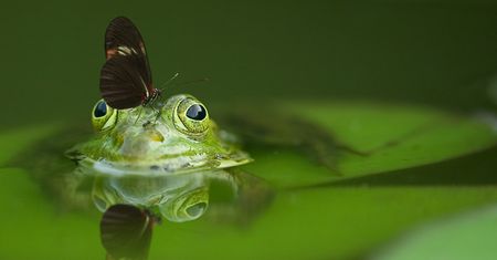 Weź aplikację iNaturalist na spacer, zostań przyrodnikiem