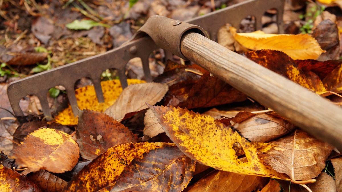 Mokre liście z ogrodu nie muszą być odpadem. Możesz je wykorzystać na kilka sposobów