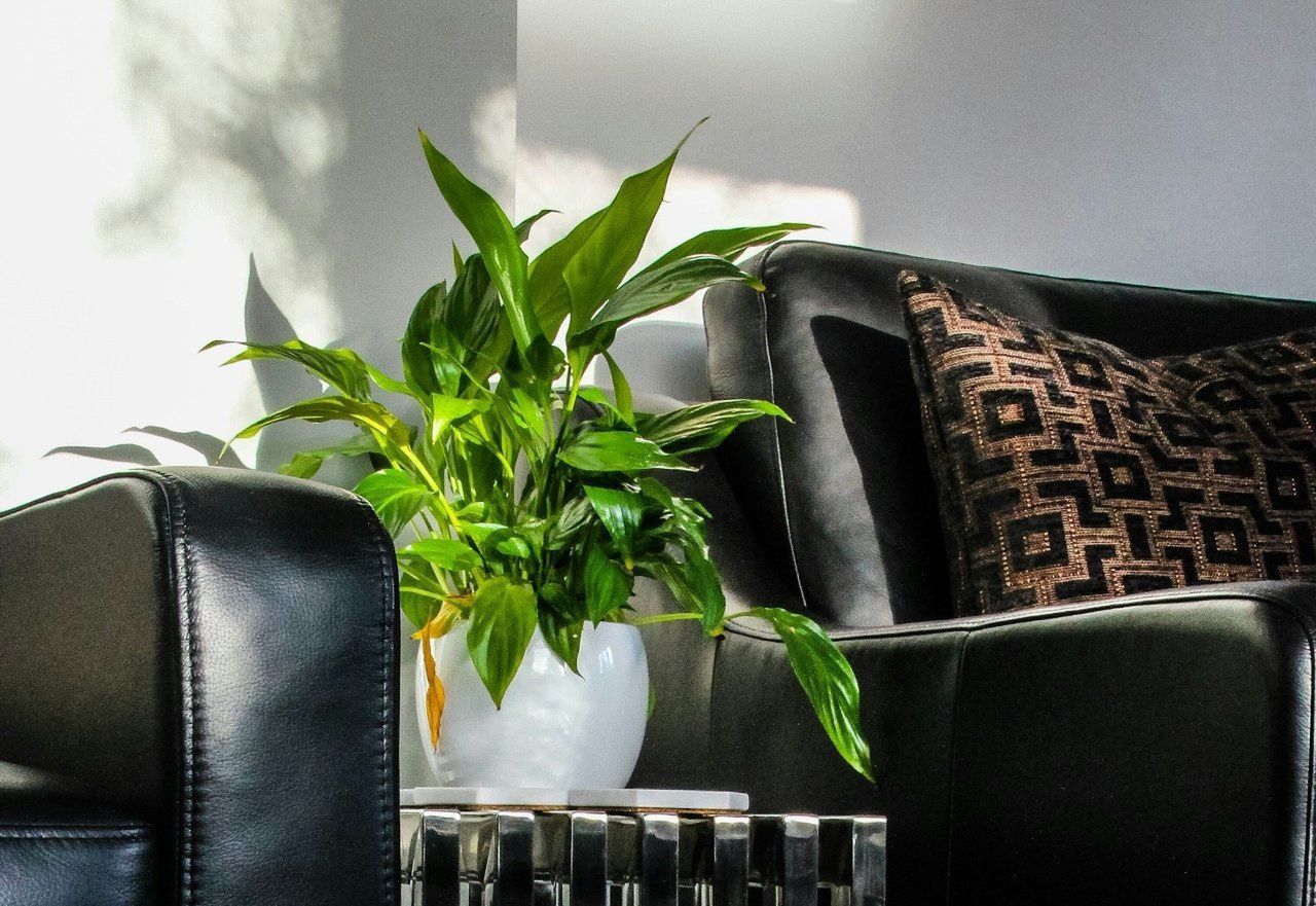 Skrzydłokwiat: Jak odżywić i sprawić, żeby wypuścił nowe kwiaty