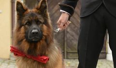 Polskie seriale na zachodnich licencjach