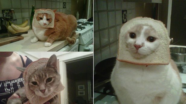 Breading Cats (Fot. Gawker)