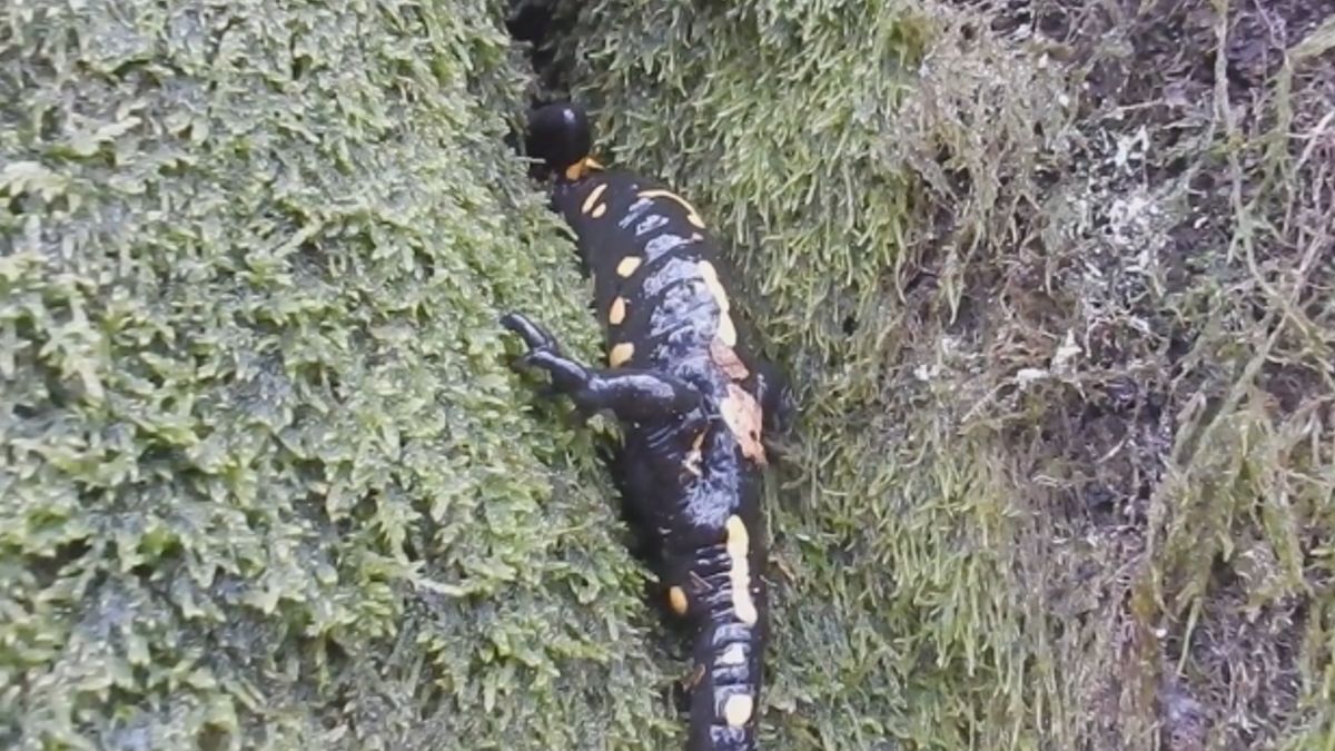 Salamandra