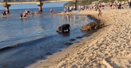 Był na plaży w Międzyzdrojach. I nagle coś takiego. Aż zaczął nagrywać