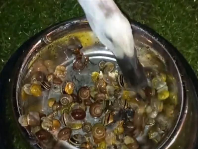 Metoda na ślimaki. Naturalna broń ogrodnika robi furorę w sieci
