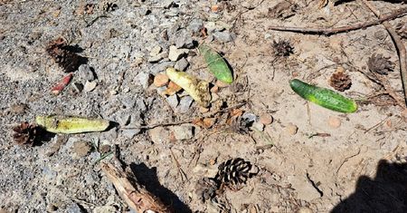 Nadleśnictwo pokazało szokujące zdjęcie. "Sezon ogórkowy w pełni"